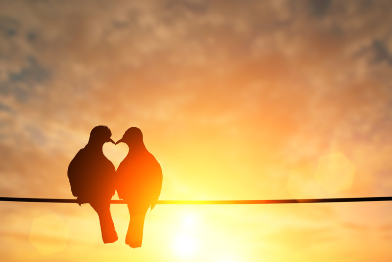 Two birds sitting next to each other on a telephone wire. Their silhouettes against the rising sun show a heart between them.